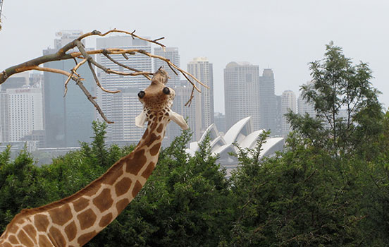 side-by-side_giraffe-australia.JPG