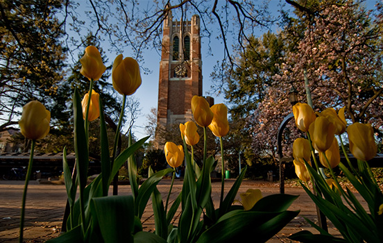 beaumont_tulips.jpg