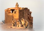 Langur monkeys at sunrise next to temple ruins